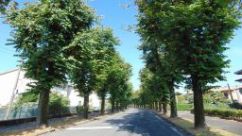 Copertina  Viale delle Rimembranze