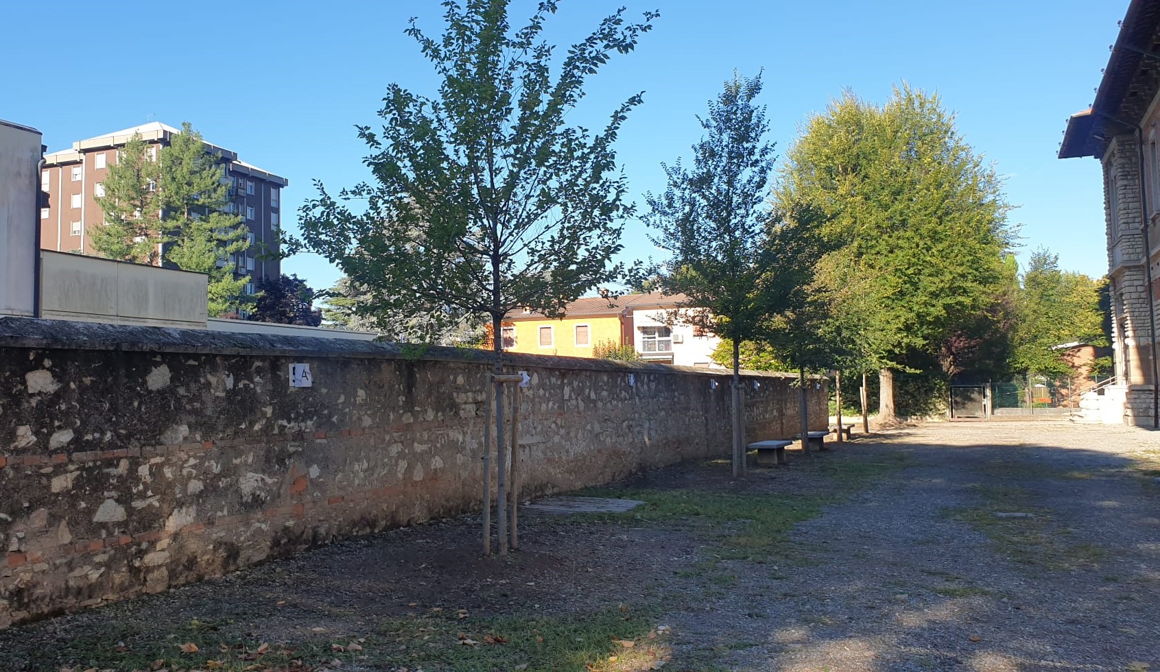 Cinta muraria sud con ligustro supestite